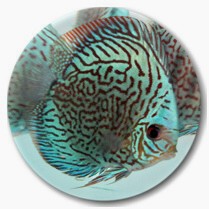 Brilliant Blue Mosaic Discus Fish 3 inch